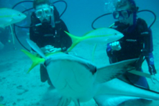 St. Kitts Scuba - Certified cruise excursion